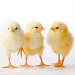 Akhi Poultry Complex