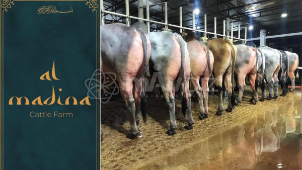 Al Madina Cattle Farm