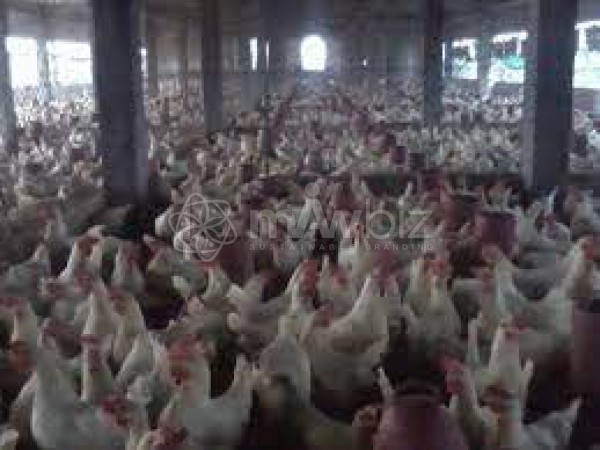 Al Modina Poultry