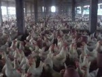 Al Modina Poultry