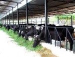 ALIF Poultry & Dairy Complex