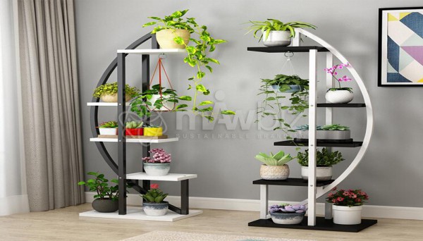Anubias