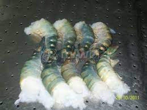 Asian Sea Food Limited-2
