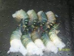 Asian Sea Food Limited-2