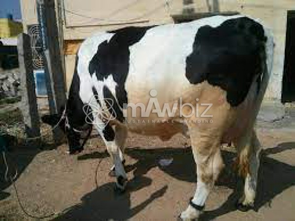 Atul Dairy Farm