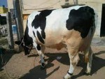 Atul Dairy Farm