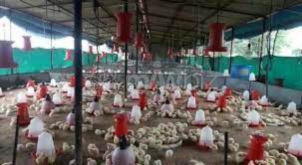 Aziron Poultry Farm