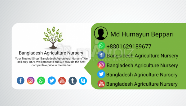 Bangladesh Agriculture Nursery
