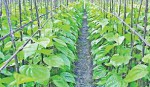 Bangladesh Betel Leaves...