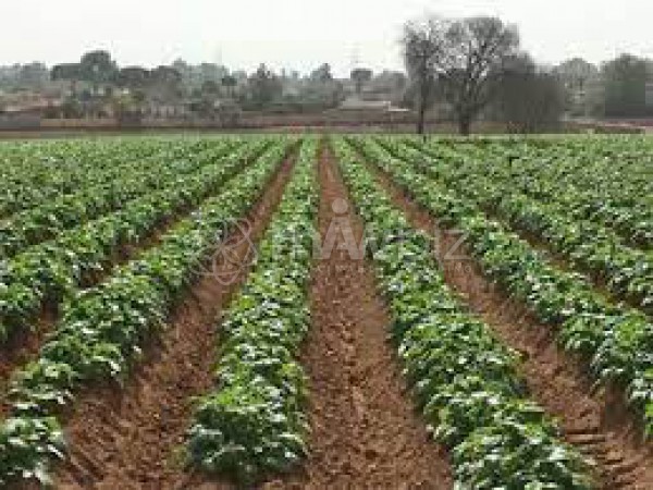 Bangladesh Community Foods