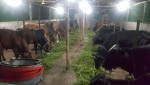 Barakha Cattle & Dairy Farm