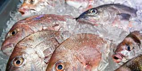 Bay Fish International