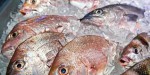 Bay Fish International