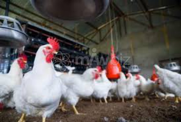 Bondhu Ali Poultry Farm