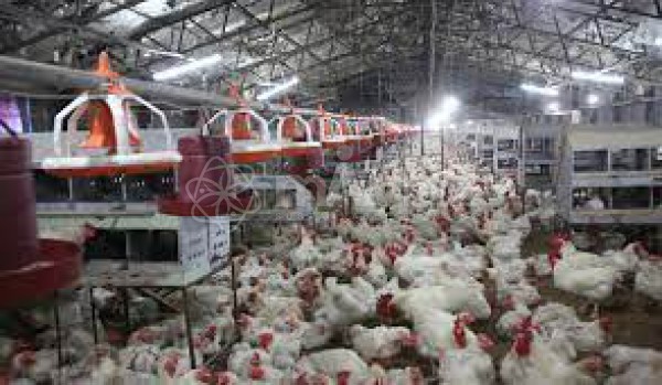 BRAC Poultry Farm