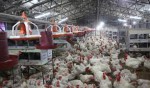 BRAC Poultry Farm