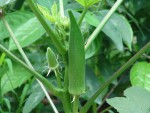 Brand Seed