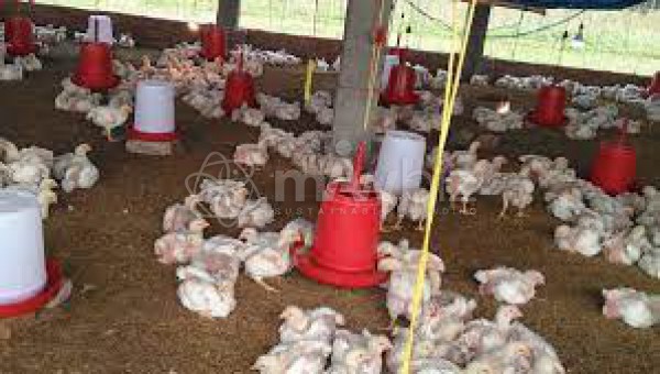 Brother's Poultry Farm