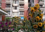 BURO Bangladesh
