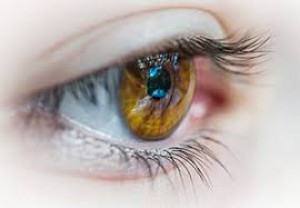 Cornea - VEH