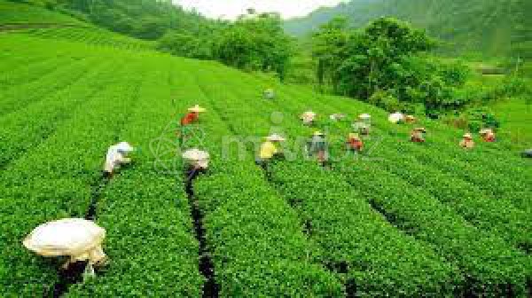 Chandpore Tea Factory