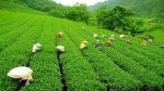 Chandpore Tea Factory