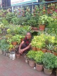 Chondrima Nursery