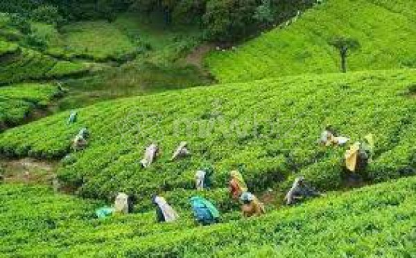 Chundeecherra Tea Estate