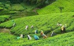 Chundeecherra Tea Estate
