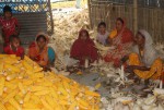 CIMMYT Bangladesh