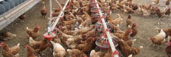 Denm Poultry Complex