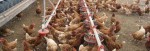 Denm Poultry Complex