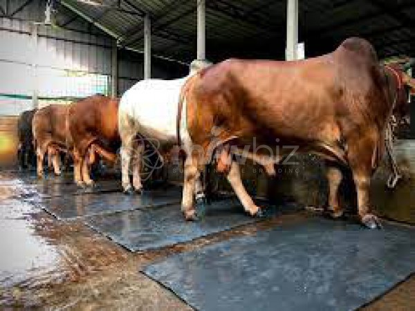 Dhansiri Dairy & Paultry Farm