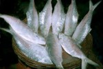Fishing Products Business...