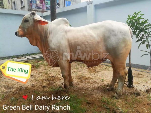 Green Bell Dairy Ranch