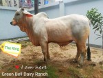 Green Bell Dairy Ranch