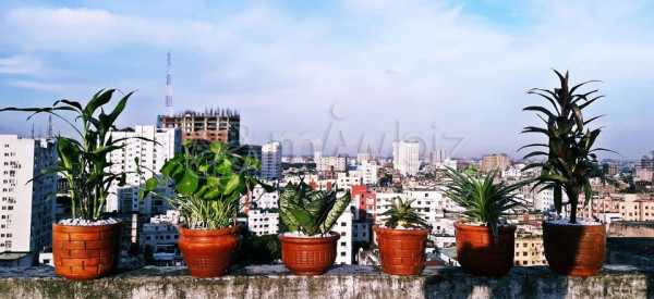 Green Plants