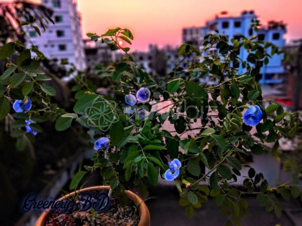 Greenery BD