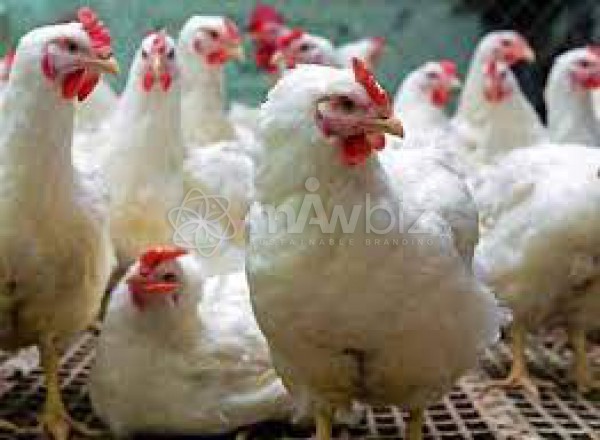 Halder Poultry Farm