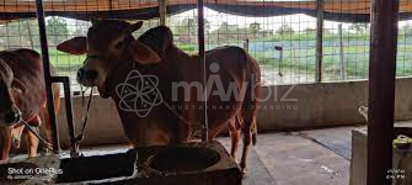 Harvest Dairy And Agro