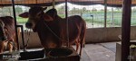 Harvest Dairy And Agro