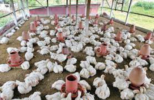 Hasan Poultry Farm