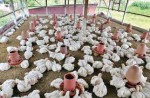 Hasan Poultry Farm