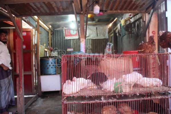 Hasan Poultry Store
