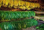 Husna Tobacco Pvt. Ltd.