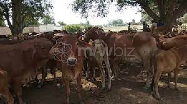 Jahangir Dairy Firm