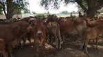 Jahangir Dairy Firm