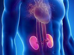 Nephrology - MMC