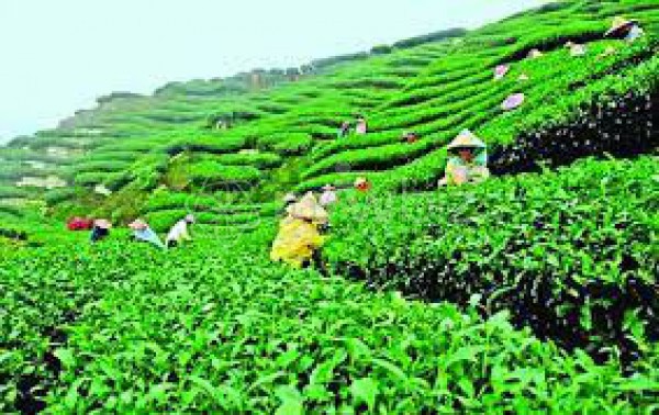 Karnafuli Tea Company Limited