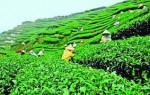 Karnafuli Tea Company Limited
